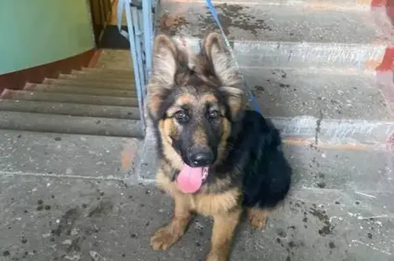 Найдена собака, , фото: Собака найдена: ул. Суворова, Пенза