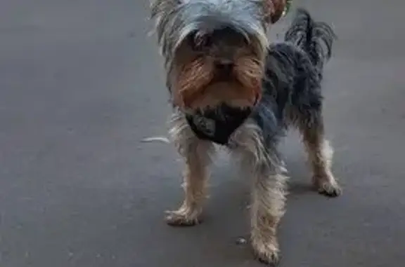 Собака найдена, Москва, 1-я Крылатская