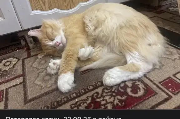 Кошки потеряшки, Железногорск, фото: Потеряшка кошка, ул. Пушкина 17, Железногорск
