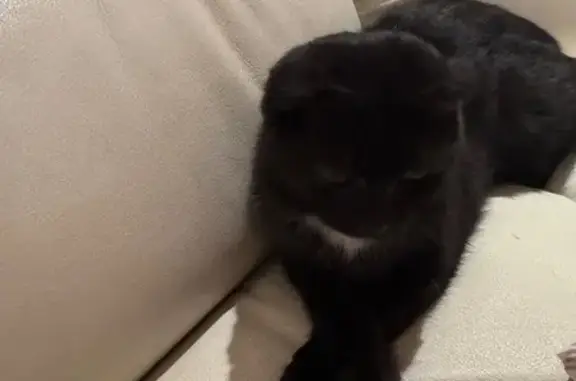 Кошки потеряшки, Троицк, фото: Потеряшка кошка, 5-й мкр, 10, Троицк