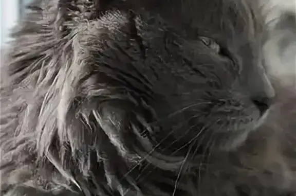 Кошки потеряшки, Железногорск, фото: Потеряшка кошка, ул. Маяковского 4А, Железногорск