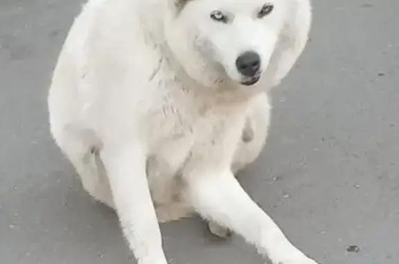 Найдена собака на ул. Ленина, Копейск