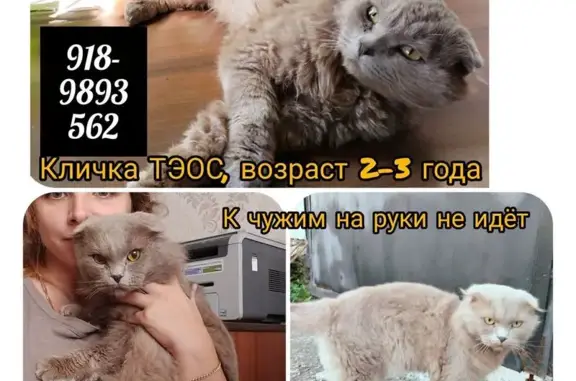 Кошки потеряшки, Новороссийск, фото: Потеряшка кошка, Малиновая ул. 3, Новороссийск