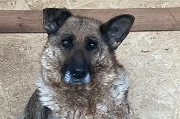 Пропала собака, Сарапул, Удмуртия