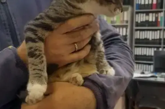 Камышовый котенок найден на Вилонова 33а