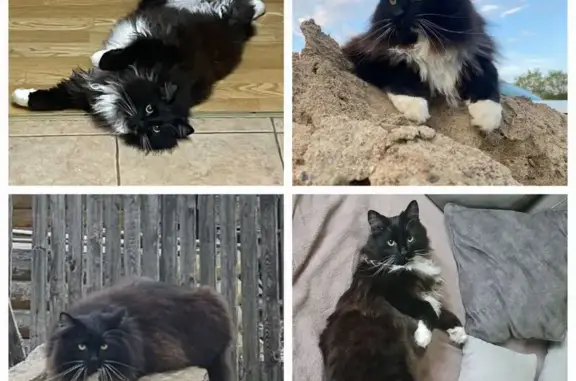 Пропал кот в Плодовском, Ленобласть