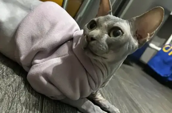 Найдена кошка, Жуковский, фото: Кошка в подвале, Королёва 11/24, Жуковский