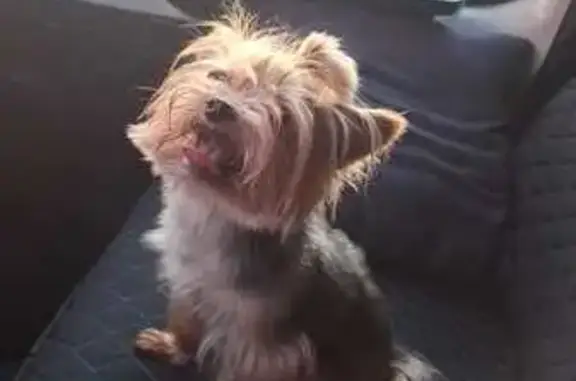 Собака найдена в Внуково, Москва