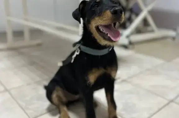 Найдена собака, Краснодар, фото: Найдена ягдтерьер на Пустовойта, 12