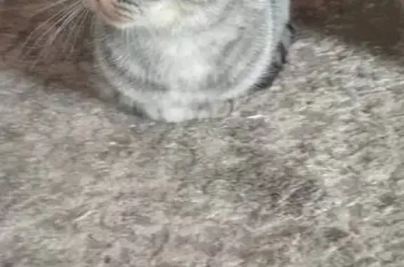 Пропала кошка, Приютово, Башкортостан