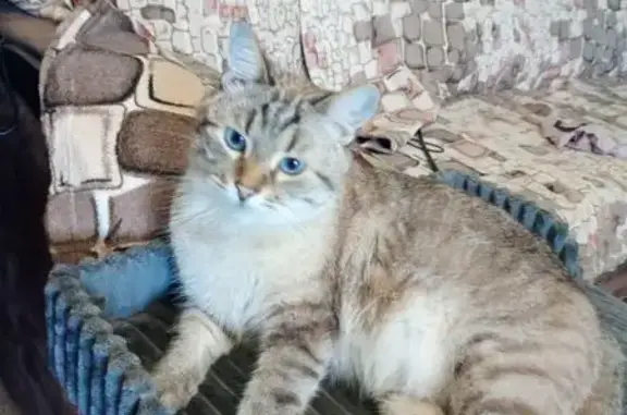 Пропала кошка, Юбилейная 2, Старый Оскол