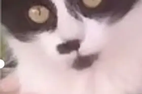 Кошки потеряшки, Новая Усмань, фото: Потеряшка кошка, ул. Ленина 141, Новая Усмань