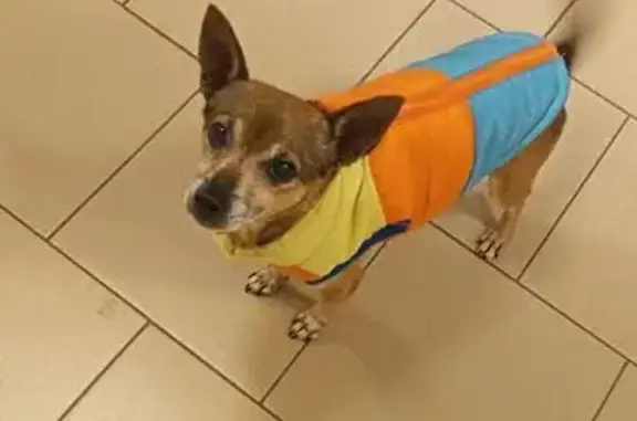 Собаки потеряшки, Комсомольск-на-Амуре, фото: Потеряшка собака, Юбилейная ул., 13