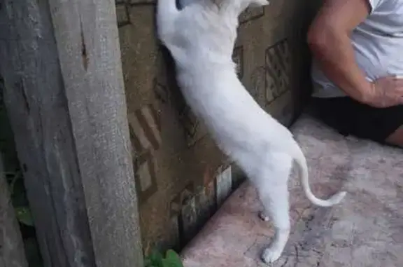 Кошки потеряшки, Тула, фото: Потеряшка кошка, ул. Софьи Перовской, 7