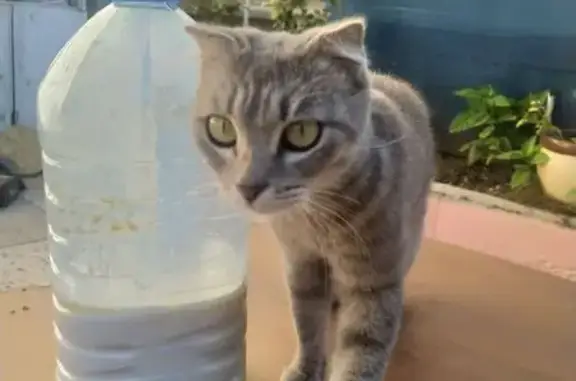 Найдена кошка, Махачкала, фото: Кошка найдена, ул. Дежнёва, 3А, Махачкала