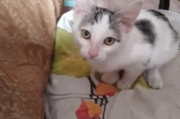 Пропала кошка, ул. Жуковского, 20, Луховицы