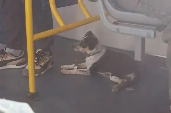 Собака найдена на ост. Хиросимы, Волгоград