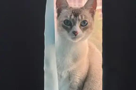 Кошка найдена: Орехово-Зуевский пр., Москва