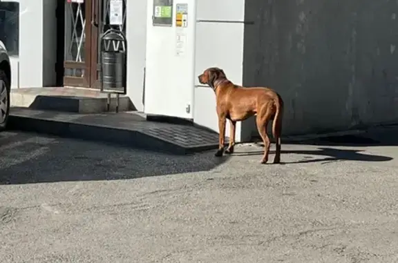 Собаки найдены, ул. Тружеников, 2А, Ростов-на-Дону