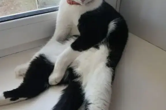 Кошки потеряшки, Кстово, фото: Потеряшка кошка, Театральная ул. 1, Кстово