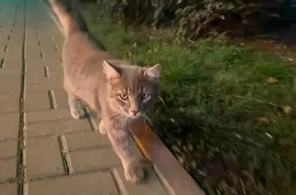 Кошка найдена: Ерёменко, 89Б, Ростов-на-Дону