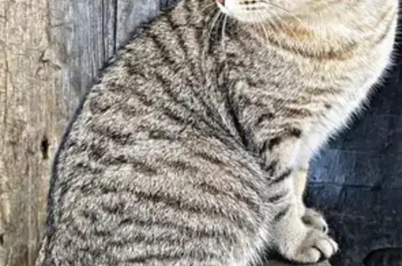 Пропала кошка, 2-я Строительная, Барнаул