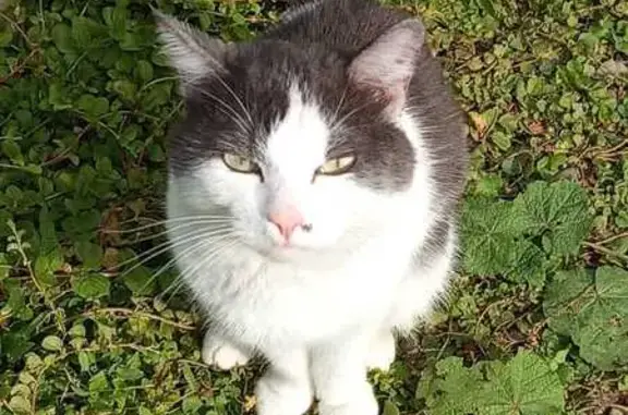 Найдена кошка, ул. Энтузиастов, 12Б
