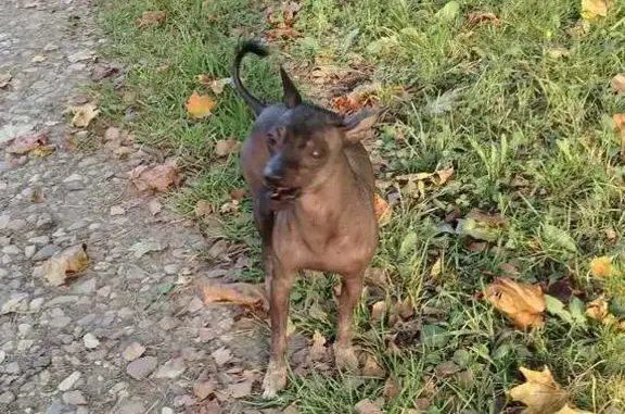 Найдена собака, , фото: Собака найдена в д. Сергейково 46Н-01128