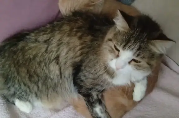 Кошки потеряшки, Железногорск, фото: Потеряшка кошка: ул. 60 лет ВЛКСМ, 4