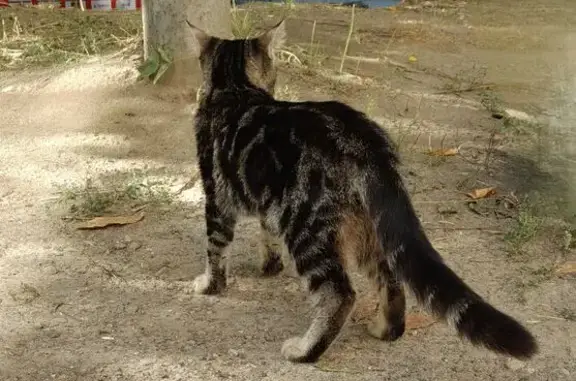 Кошка найдена: ул. Комсомольская, 88/5а