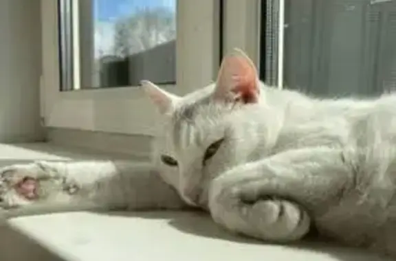 Кошки потеряшки, Кызыл, фото: Потеряшка белая кошка, Песочная 23/1, Кызыл