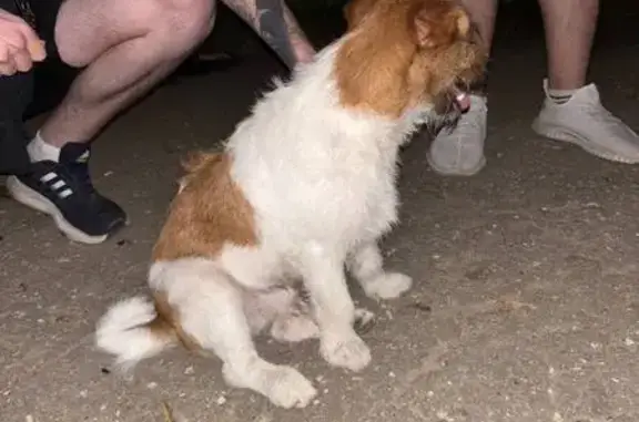 Найдена собака, Нижний Новгород, фото: Найдена собака, Авангардная 20, НН