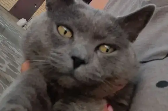 Пропала кошка, Привокзальная 57, Волгоград