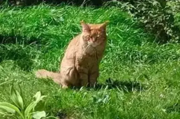 Найдена кошка, Челябинск, фото: Найдена кошка, Комсомольский пр., 113