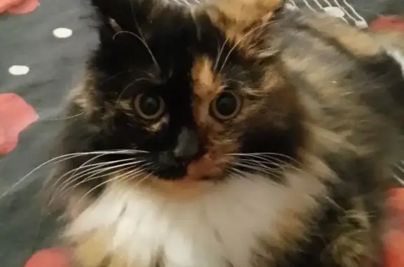 Объявления о пропавших и найденных животных, Малышева, фото: Пропала кошка, п.г.т. Малышева