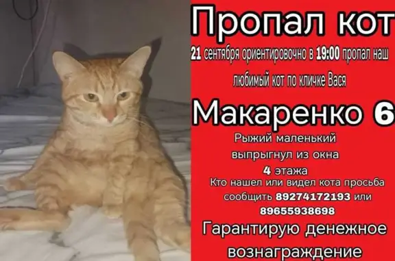 Пропала кошка, ул. Макаренко, 6, Казань
