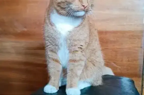 Пропал рыжий кот, Чкалова 45, Магнитогорск