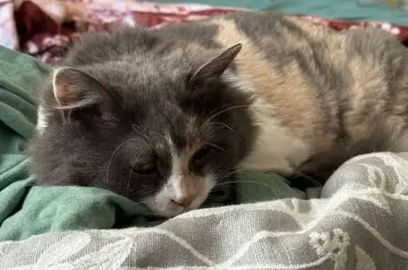 Пропала кошка, Вишнёвая ул. 83А, Сочи