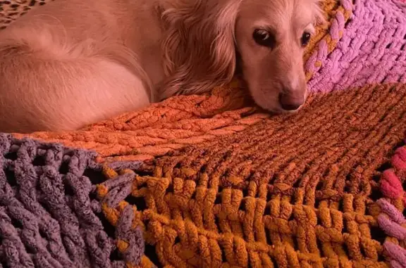 Пропала собака, 2-я Восточная 49, Тимофеевка