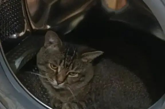 Пропал кот, ул. Черевичкина 93В, Ростов