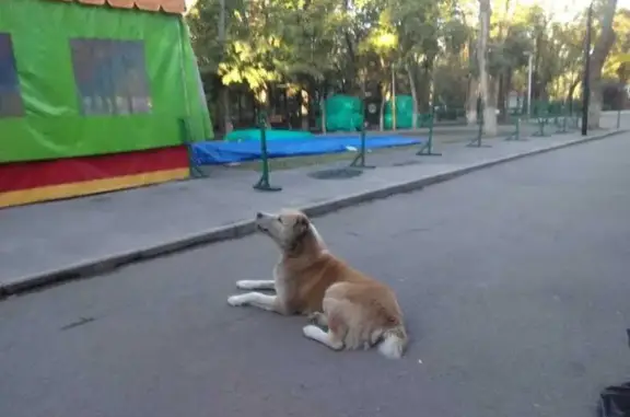 Алабай найден: пр. Сельмаш, Ростов-на-Дону