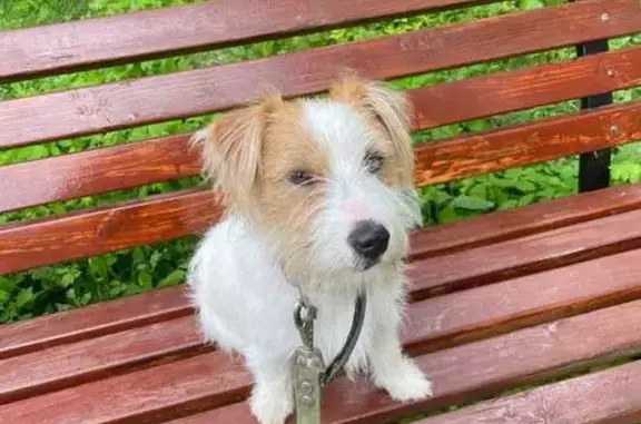 Пропала собака, ул. Дружбы, Белый Яр