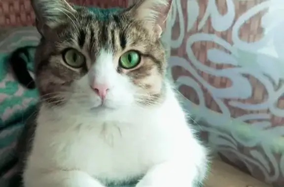 Кошки потеряшки, Светлый, фото: Потеряшка кошка, Светлый, Калининградская 5