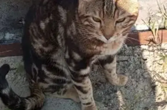 Найдена кошка, Сургут, фото: Бенгальская кошка найдена, Затонская, Сургут