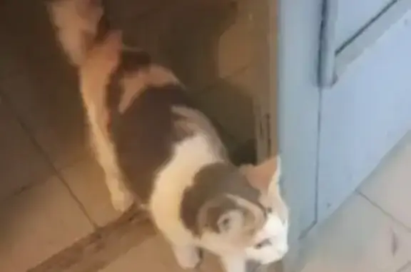 Найдена кошка, Санкт-Петербург, фото: Кошка найдена у пр. Большевиков, 51 к1