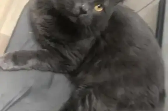 Кошки потеряшки, Осинники, фото: Потеряшка кошка, ул. 50 лет Октября, 23