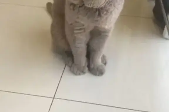 Кошка найдена: Лахтинский пр., 129Б