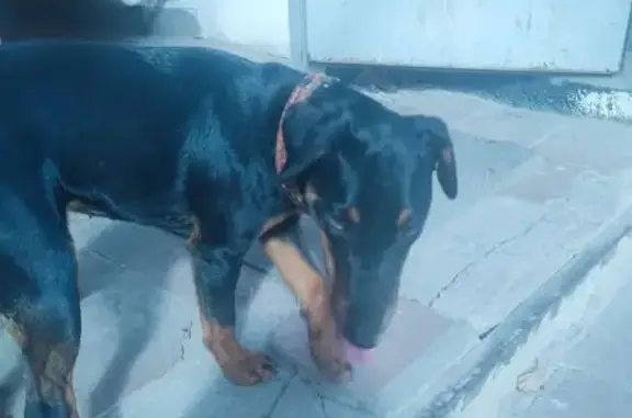 Чёрная собака найдена на Большой Садовой