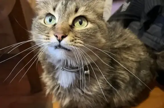 Кошки потеряшки, Энгельс, фото: Потеряшка кошка, Бережная ул. 113, Энгельс