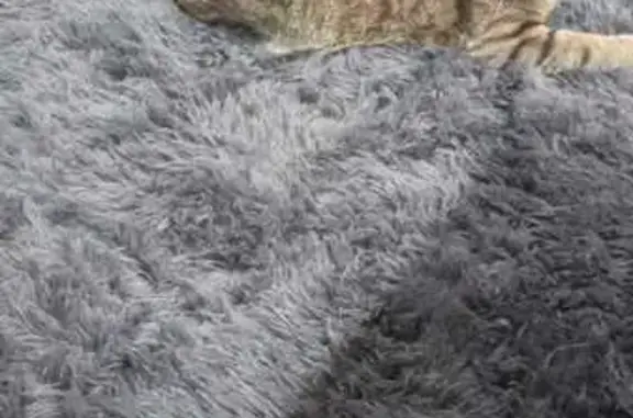 Пропала кошка Окси, ул. Мира, д. 20